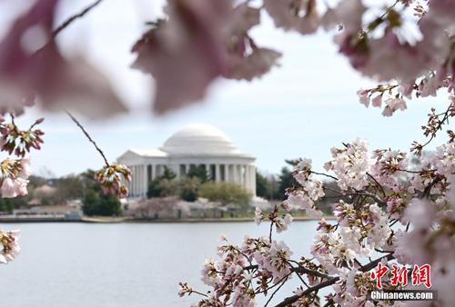美国首都华盛顿迎樱花季