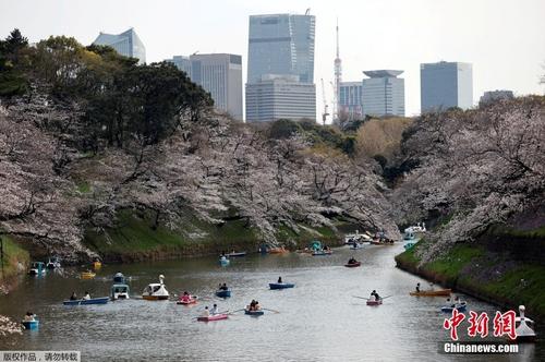 日本东京迎来樱花盛开期 民众划船游览花海