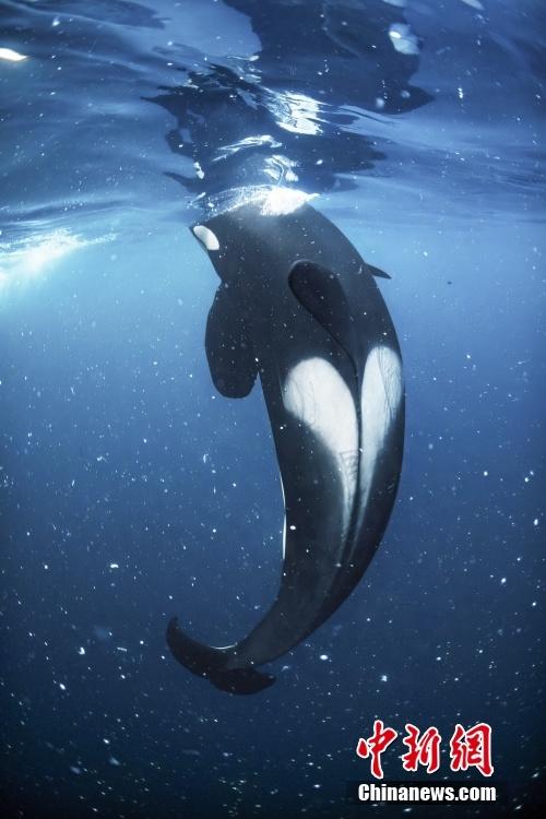实拍野生虎鲸 背部有一颗完美“爱心”