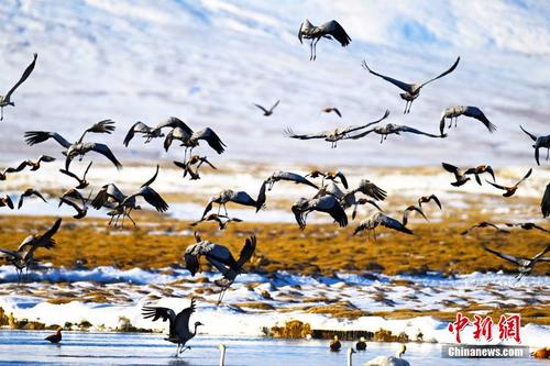 新疆巴音布鲁克湿地冰雪消融候鸟归