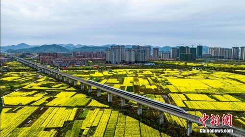 江西瑞昌：十万亩油菜花进入盛花期 列车花海中疾驰而过