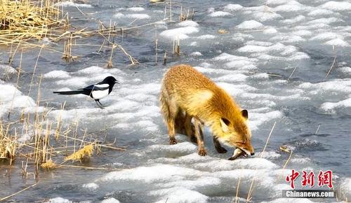 吉林波罗湖保护区意外航拍到赤狐