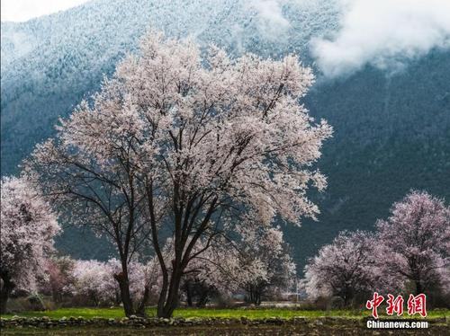当雪域“江南”邂逅雨后桃花 春景如画