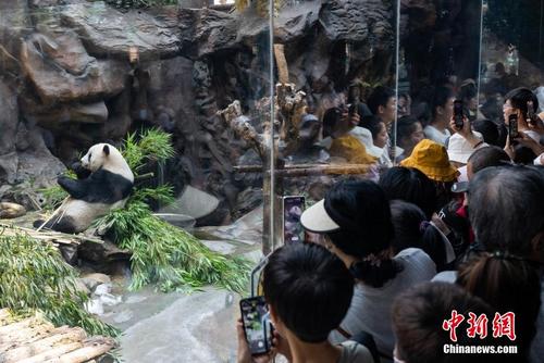 北京动物园吸引游客