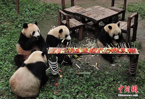 重庆：大熊猫享用“自助烧烤”过“六一”