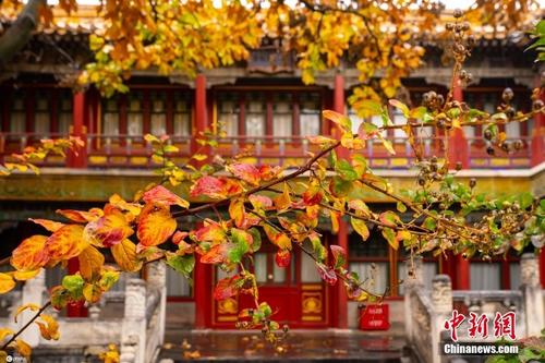 故宫御花园秋雨绵绵 缤纷秋叶装点红墙金瓦