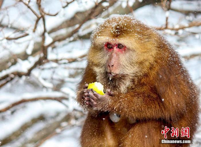 安徽黄山区：雪后初霁 黄山短尾猴林间觅食