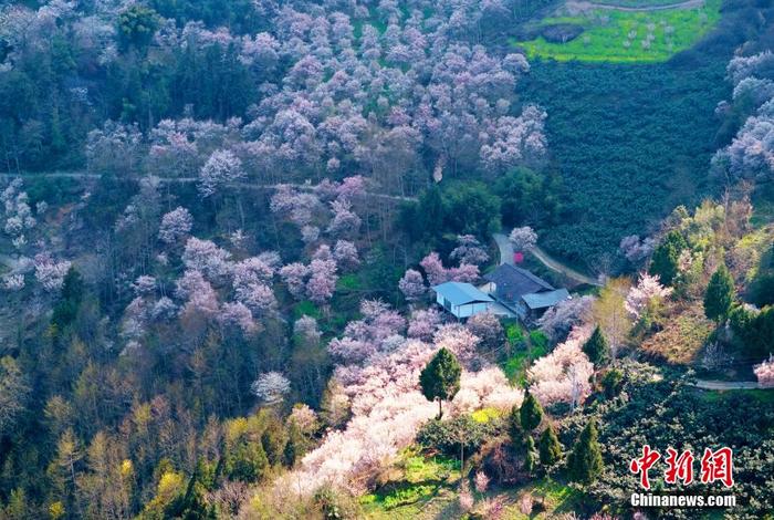 四川平武：百年古梅花正旺 漫山花潮美如画卷