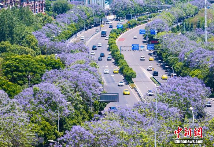 重庆街头蓝花楹盛开 城市道路变身“紫色花海”
