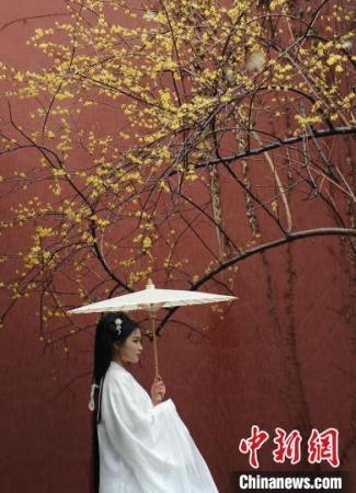 杭州西湖:钱王祠内梅花盛开吸引游人打卡