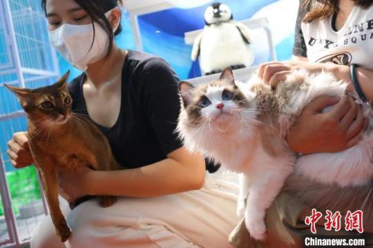 年轻人与猫咪互动. 泱波 摄