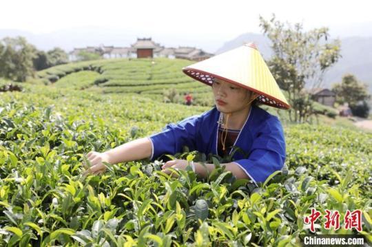 茶 jbo竞博- 茶知识(图1)