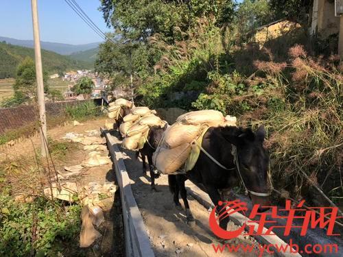 中国侨网古里更村狭窄的山上道路，将在帮扶下修建成可以行驶车辆运送农作物的村道。
