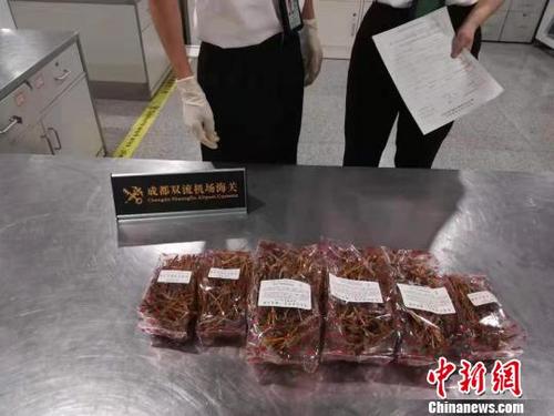 中国侨网成都海关从老挝入境航班中查获的濒危植物铁皮石斛。成都海关供图