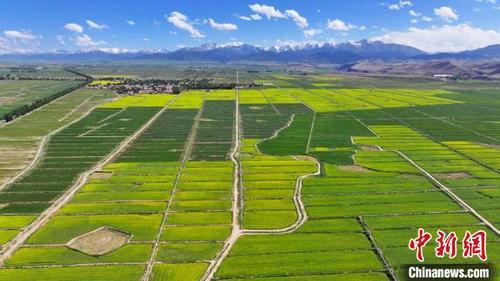 中国侨网图为7月初，航拍镜头下的“油菜花海”。　王晓泾　摄