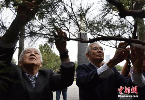 中国侨网   10月8日，日本日中协会植树访华团第33次来到南京，悼念南京大屠杀遇难者。旅日华侨林伯耀参加植树活动。刘俊义 摄  