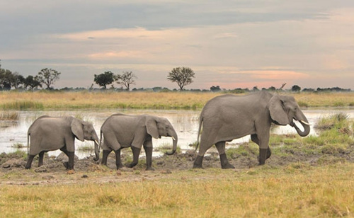 博茨瓦纳丰富的自然景观会让到访旅客惊艳难忘。