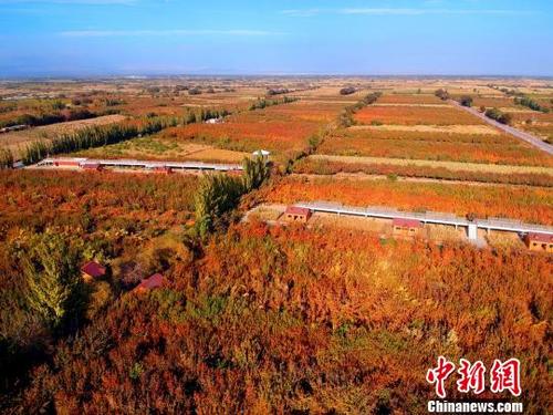 中国侨网走进位于托克逊县夏乡南湖村的万亩杏园内，满园秋意，登上观景台，大片的金黄色杏林尽收眼底，中间还夹杂着一些星星般的红点。　李靖海　摄
