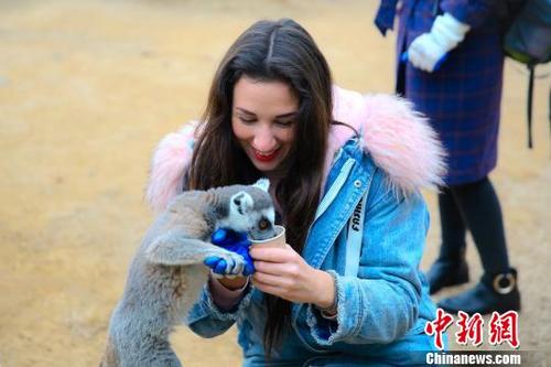 中国侨网济南野生动物世界推出游客与动物亲密互动环节。图为一名游客在投喂环尾狐猴吃苹果。　郑硕　摄