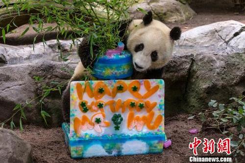 中国侨网图为大熊猫“小礼物”在圣地亚哥动物园过生日。中国大熊猫保护研究中心供图　钟欣　摄