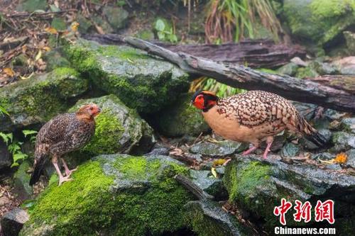 中国侨网雉鸡在三清山林中觅食。　奇智　摄