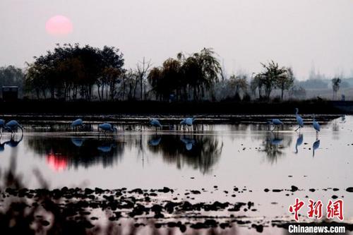 中国侨网11月7日清晨，一群白鹭在甘肃省张掖市国家湿地公园栖息觅食。　陈礼　摄