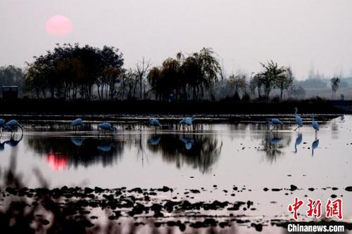 中国侨网11月7日清晨,一群白鹭在甘肃省张掖市国家湿地公园栖息觅食。 陈礼 摄