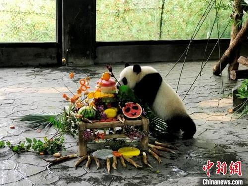 中国侨网“嘉嘉”开心地享用蛋糕。上海野生动物园供图