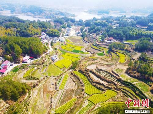 中国侨网安徽省安庆市岳西县毛尖山乡合林村，金灿灿的油菜花、绿油油的麦苗与层层叠叠的梯田交相辉映。　吴均奇　摄