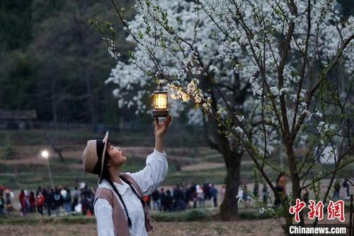 中国侨网游人赏梨花。 张天明 摄