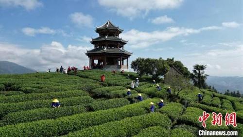 中国侨网图为民众在广西三江侗族自治县八江镇布央村仙人山茶园采摘秋茶。龚普康 摄