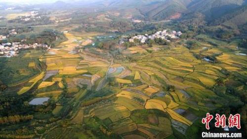 中国侨网上思县的晚稻逐渐成熟。（无人机照片）韦世仙 摄