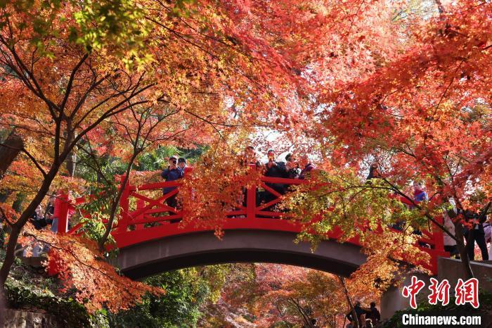 中国侨网南京紫金山枝叶层叠“枫”景独好。中新网记者 泱波 摄