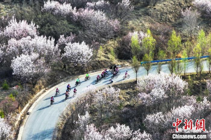 中国侨网骑行者花海中享受春日骑行时光。王宣文 摄