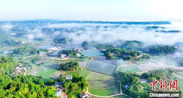 中国侨网绿茵茵的水稻与农舍、村道、丛林相映成趣，美如画卷。李贵平 摄