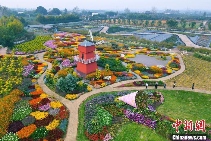 中国侨网10月14日,在湖北省枝江市问安镇同心花海,景区内的三角梅