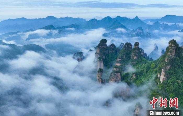 中国侨网5月5日,一场夜雨过后,湖南张家界武陵源天子山、黄石寨等景区出现波澜壮阔的峰林云海奇观,令到访游客恍如身处“人间仙境”。张洪涛 摄