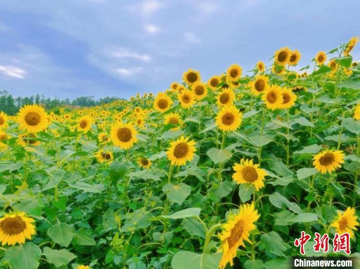 中国侨网初夏时节,四川自贡荣县保华镇近千亩油葵花竞相绽放。放眼望去,一片片金灿灿的油葵花田,描绘出一幅绝美的田园风光图景。图为成片的油葵花盛开。荣县融媒体中心供图 荣县融媒体中心供图