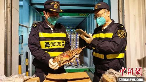 中国侨网海关关员对文莱进口“锦绣龙虾”开展查检 陈新 摄