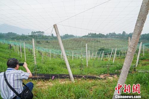 中国侨网资料图：一名海外华文媒体记者在拍摄罗汉果种植基地。　陈冠言 摄
