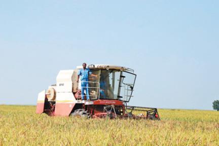 中国侨网丰收季节，收割机正在瓦拉农场的稻田里工作。 本报记者 姜宣 摄