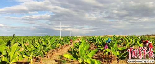 中国侨网图为福地农场尚未结果的香蕉林。