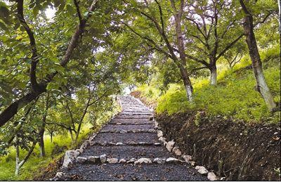 中国侨网光明村核桃林中的休闲步道。 本报记者 徐元锋摄