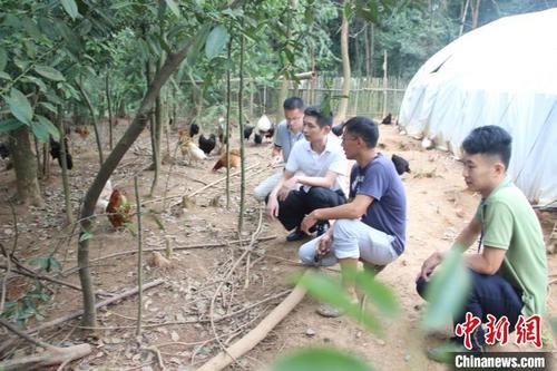 中国侨网叶烽在查看贫困户养鸡情况。受访者叶烽供图