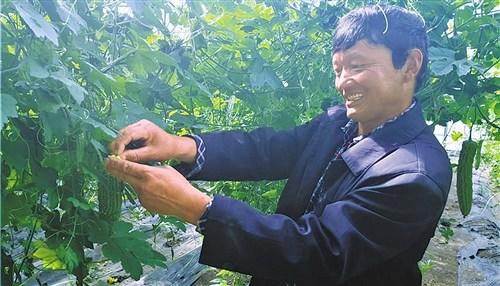 中国侨网西藏珠峰农业科技发展有限责任公司员工旺久正在给苦瓜进行人工授粉。（《经济日报》/记者贺建明 摄）