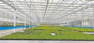 中国侨网云南是我国花卉产业大省。经过多年发展,以鲜切花、种用花卉、地方特色花卉、绿化观赏苗木和加工用花卉为主的多元化产业发展格局基本形成。图为昆明市晋宁区宝丰镇的一个花卉种植基地。 科技日报记者 赵汉斌摄