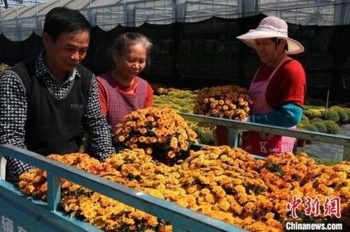 中国侨网农户们搬运已盛开的盆栽菊花 项菁 摄