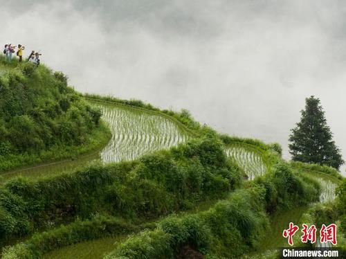 中国侨网6月12日，江西省婺源县溪头乡江岭梯田晨景。胡敦煌　摄