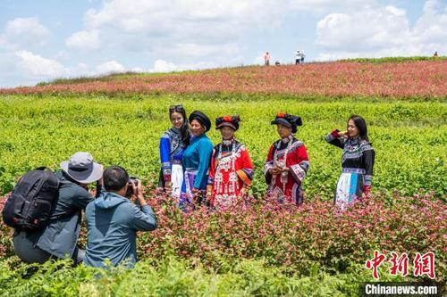 中国侨网游客在贵州省毕节市威宁彝族回族苗族自治县板底乡雄鹰村观赏荞麦花。　罗大富 摄