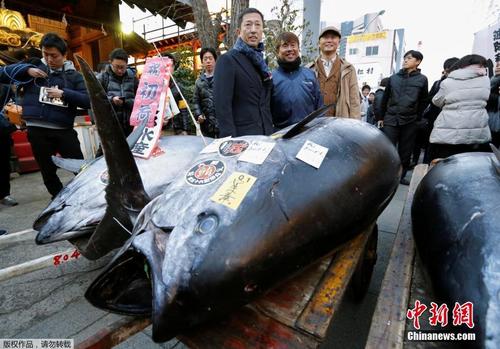 日本筑地鱼市新年首拍 巨型金枪鱼拍出210万元